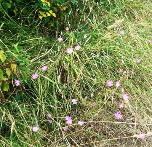 Altro Dianthus